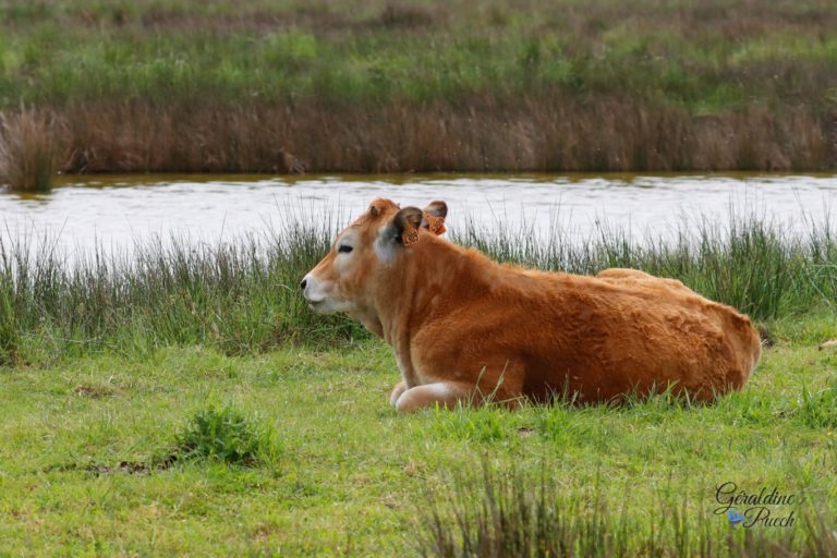 Vache - Île de Noirmoutier, Polder de Sébastopol